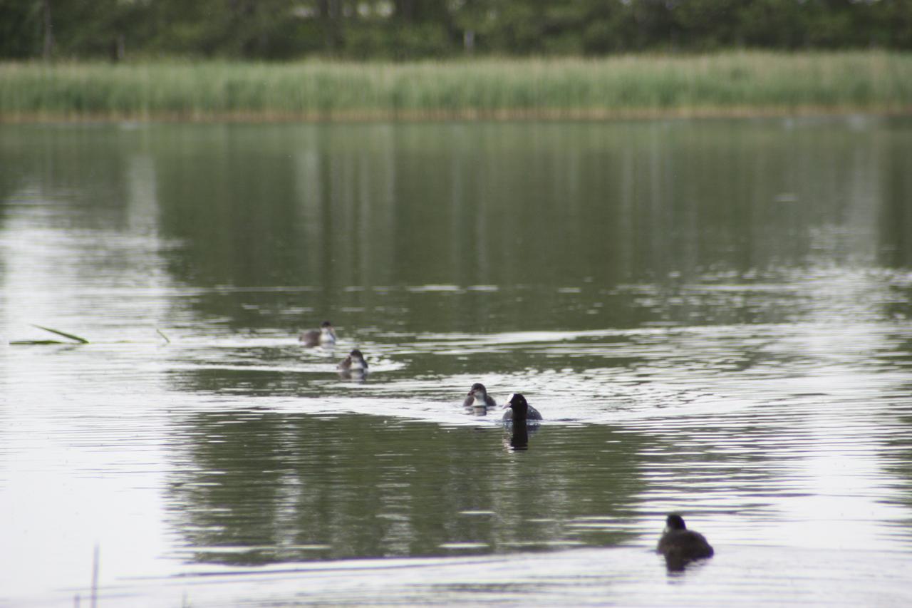 Kastanienhof Am Loppiner See Jabel Exterior foto
